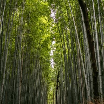 保持通话炸弹不炸vr手机版(暂未上线)v1.0 安卓中文版